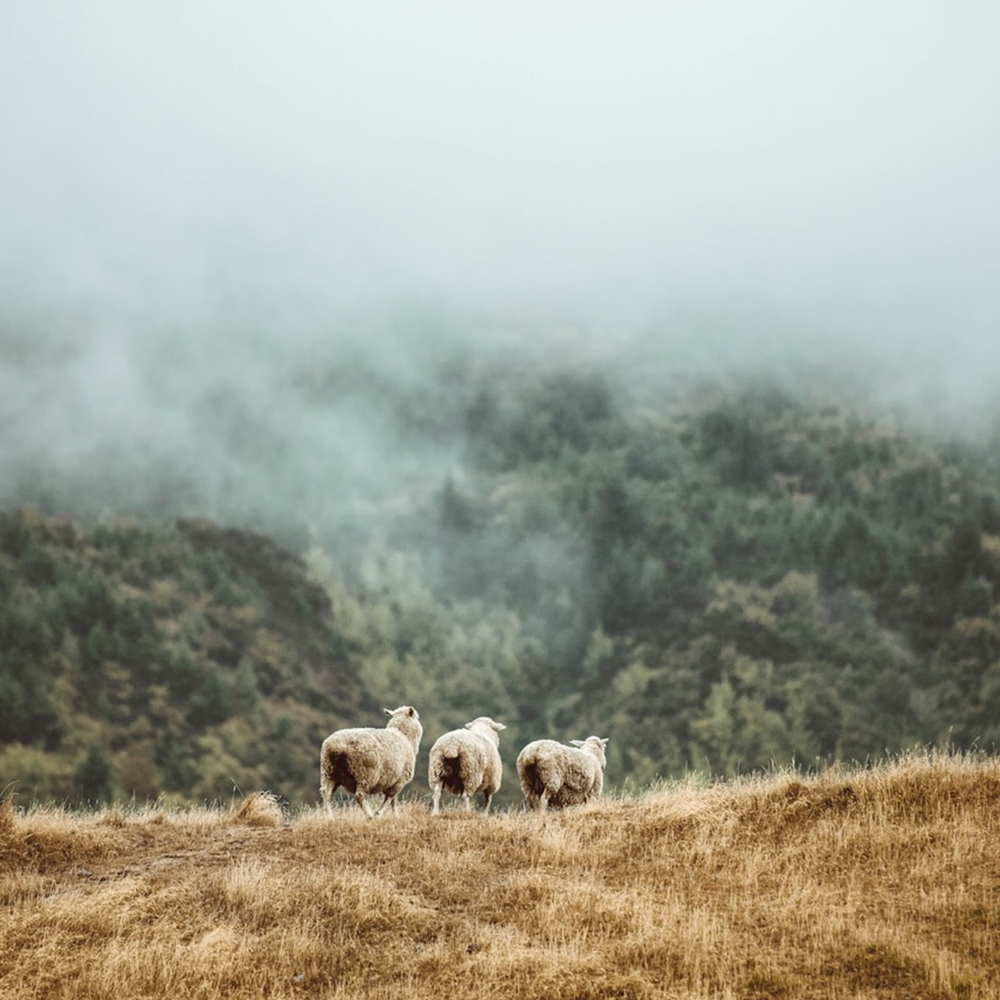 Merino sheep grazing on open hillside pasture