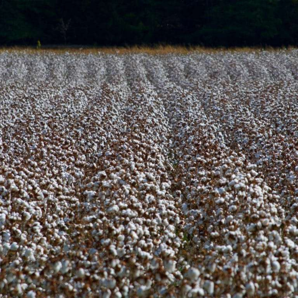 Organic cotton growing in an open field before harvest