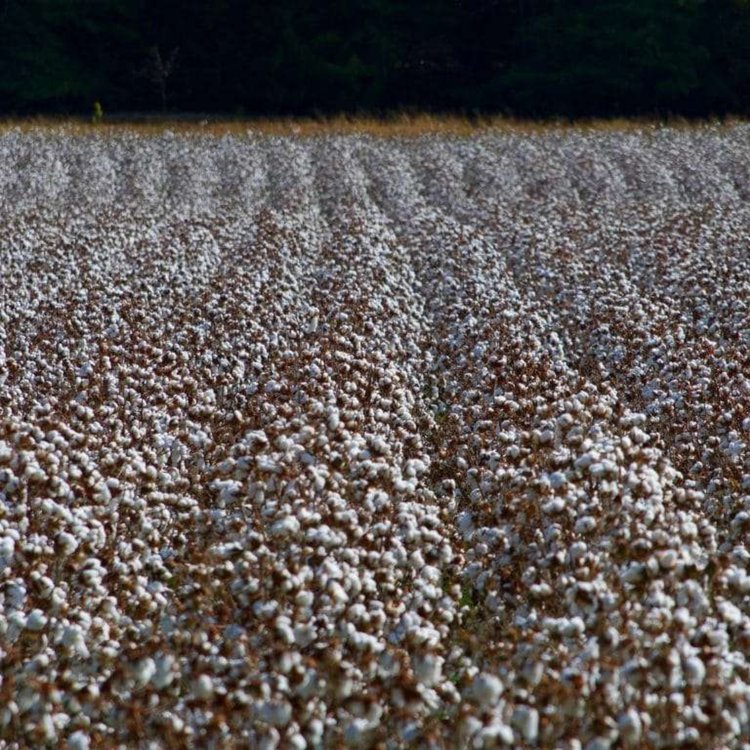 Organic cotton growing in an open field before harvest