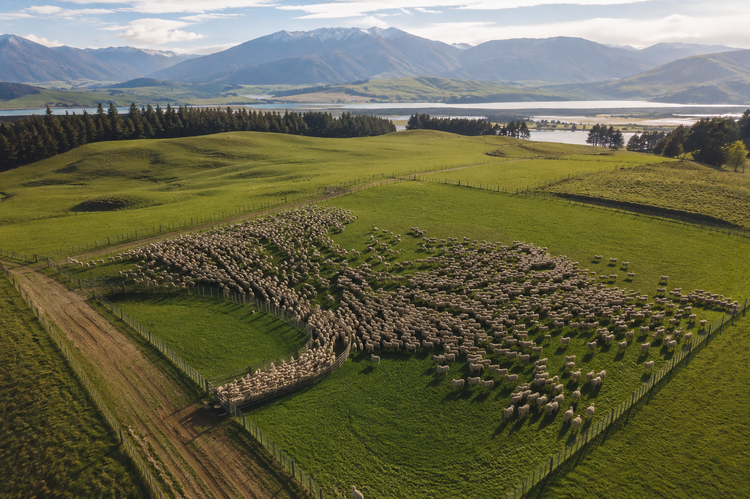 Aerial view of an RWS certified merino wool farm